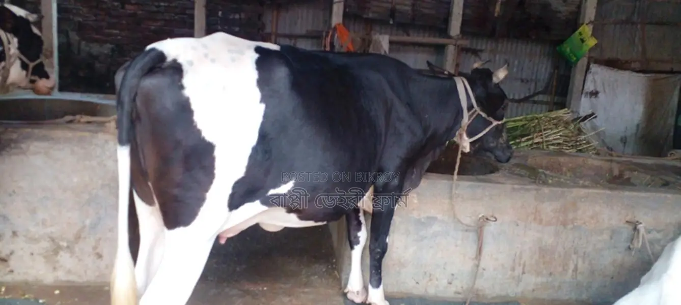 গাভী গরু।(১১১৯ নং)