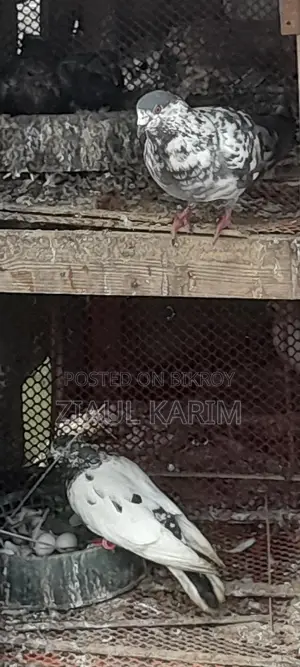 A pair of pigeons for sale