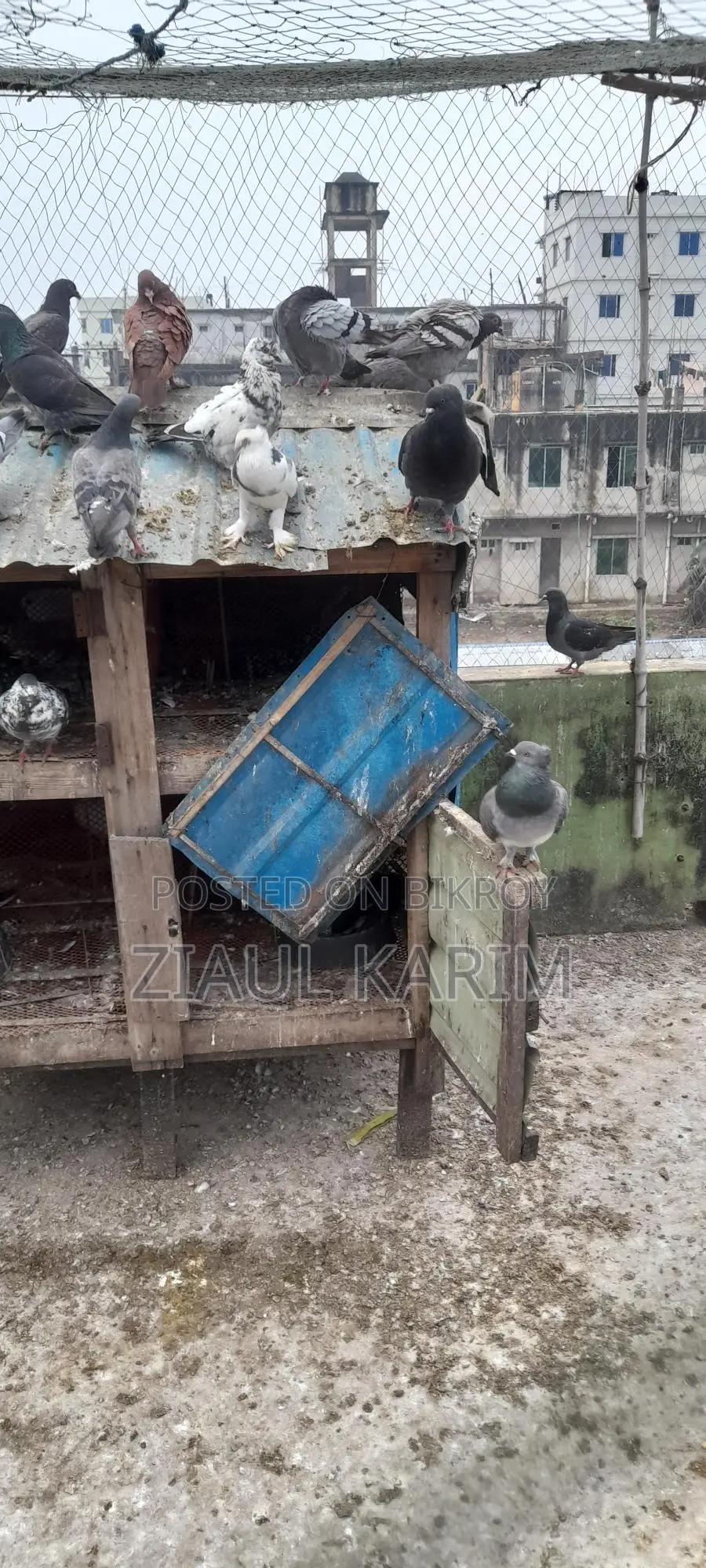 A pair of pigeons for sale