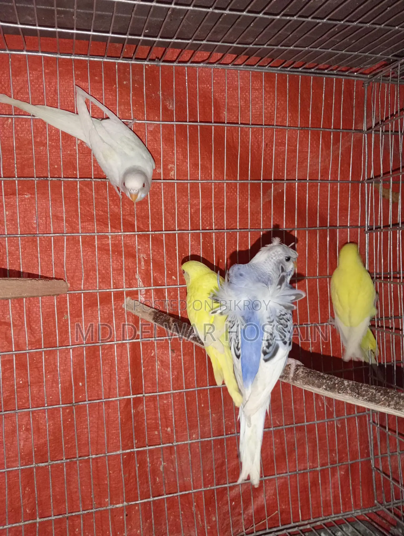 LOVEBIRDS & BUDGRIS