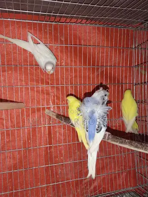 LOVEBIRDS & BUDGRIS