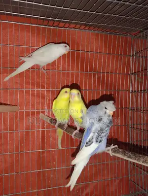 LOVEBIRDS & BUDGRIS