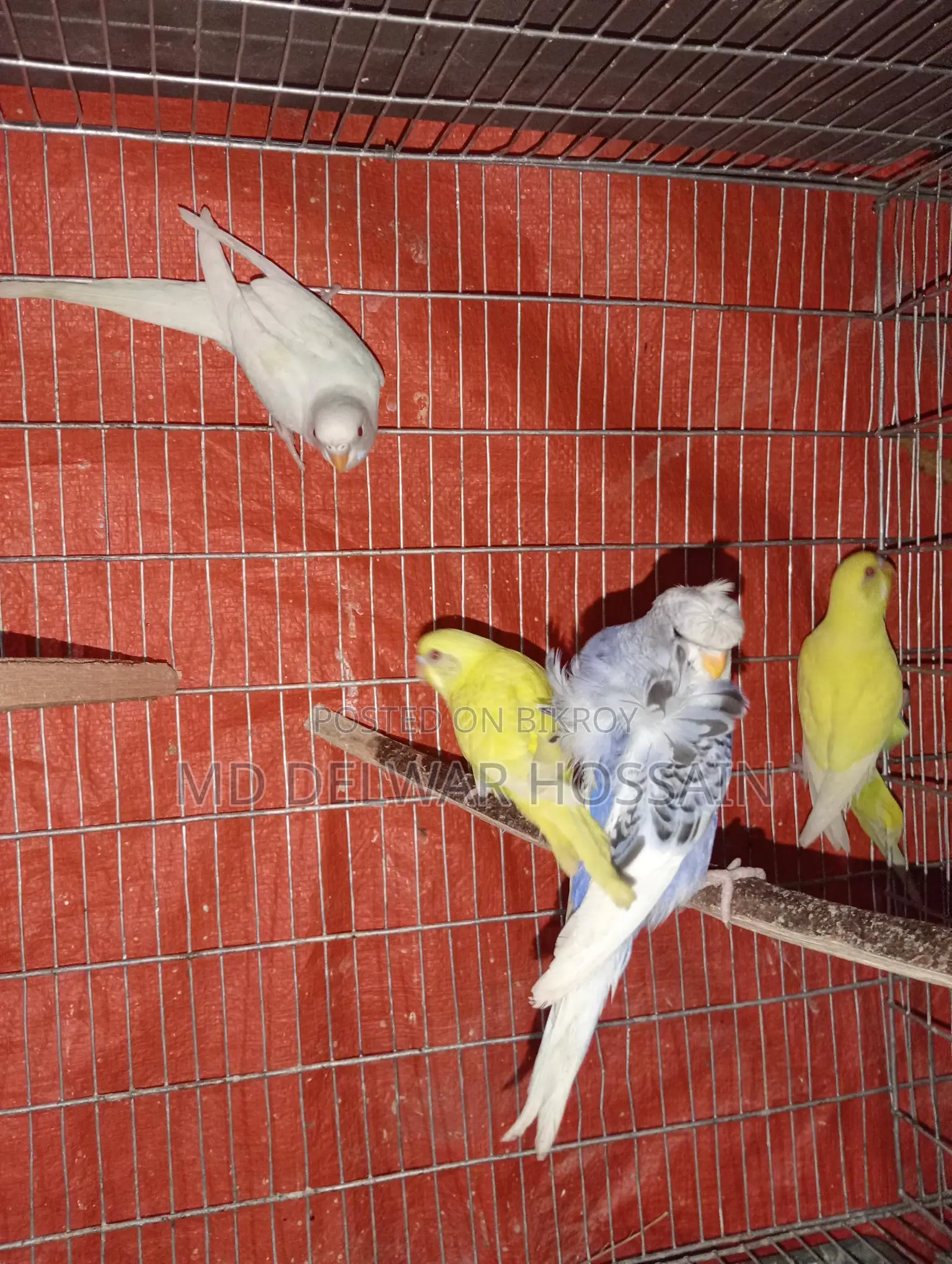 LOVEBIRDS & BUDGRIS