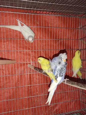 LOVEBIRDS & BUDGRIS