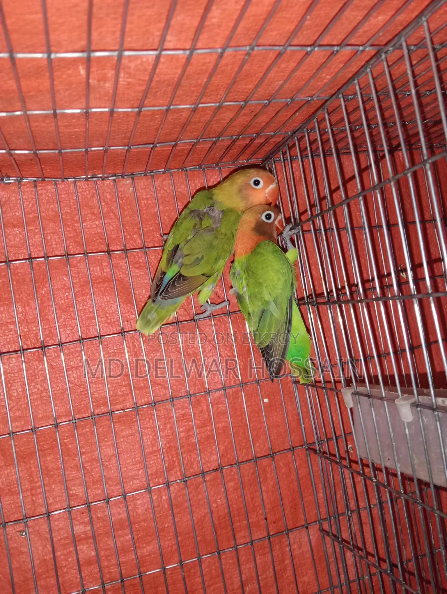 LOVEBIRDS & BUDGRIS