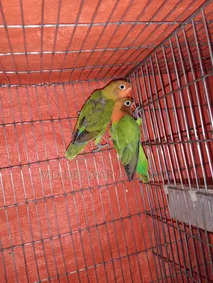 LOVEBIRDS & BUDGRIS