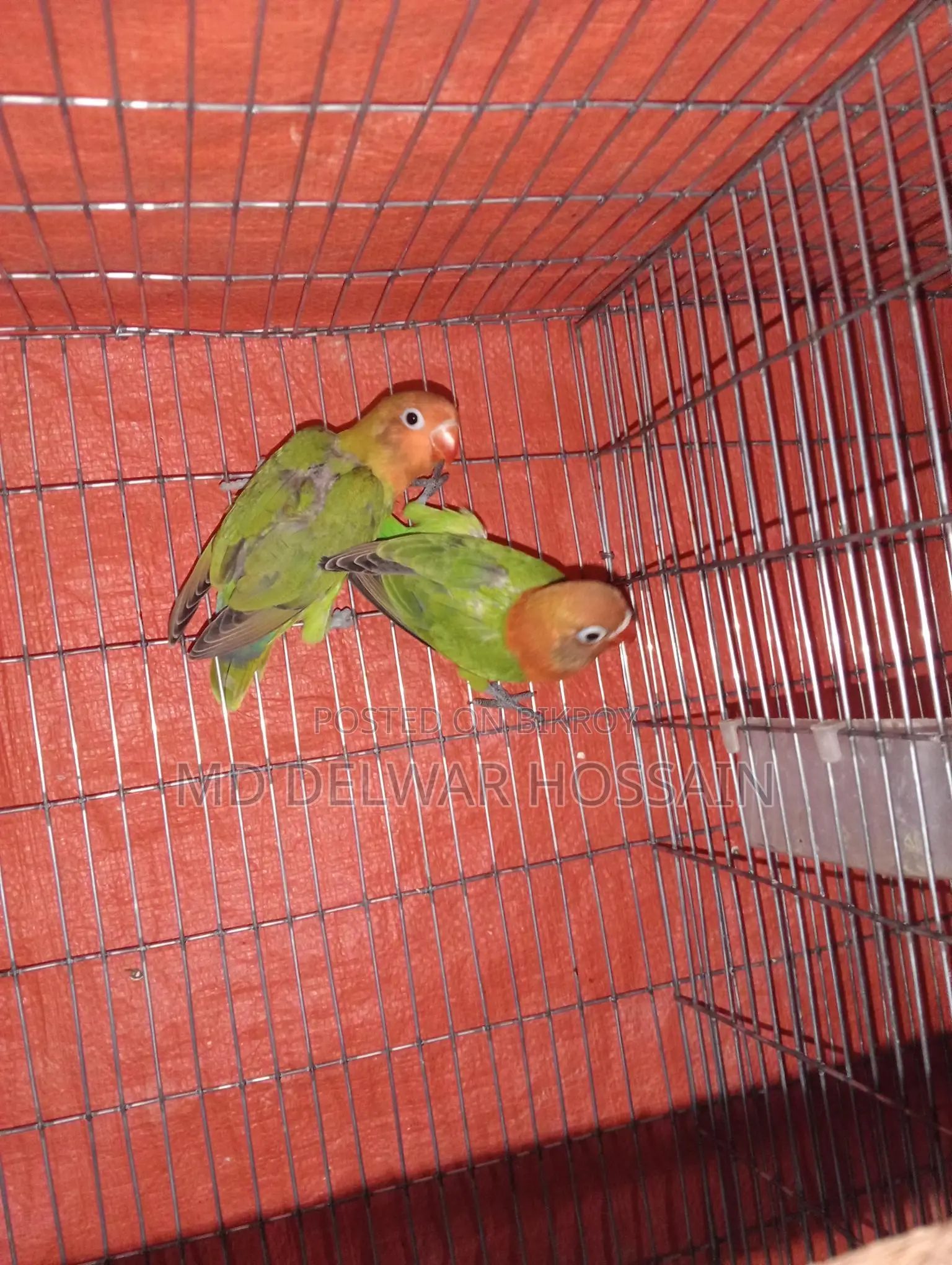 LOVEBIRDS & BUDGRIS