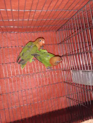 LOVEBIRDS & BUDGRIS