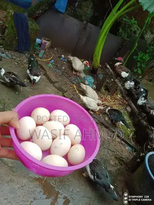 Muscovy Duck Hatching Eggs