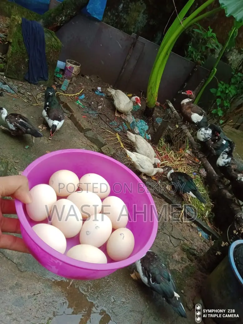 Muscovy Duck Hatching Eggs