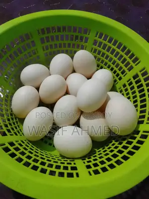 Muscovy Duck Hatching Eggs