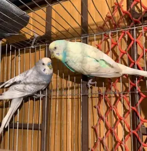 Breeding Budgie Birds