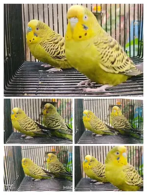 Breeding Budgie Birds