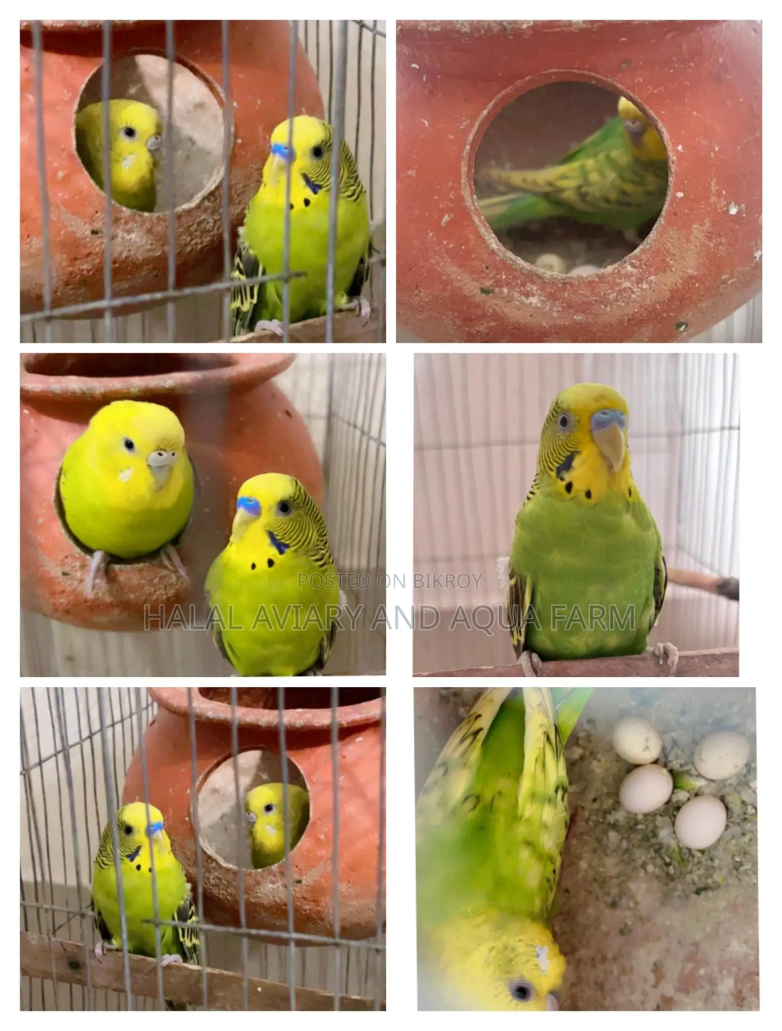 Breeding Budgie Birds