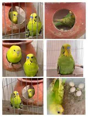 Breeding Budgie Birds