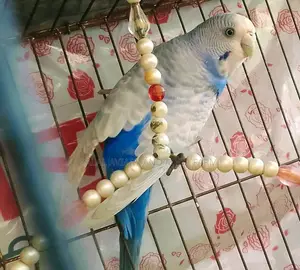 Breeding Budgie Birds