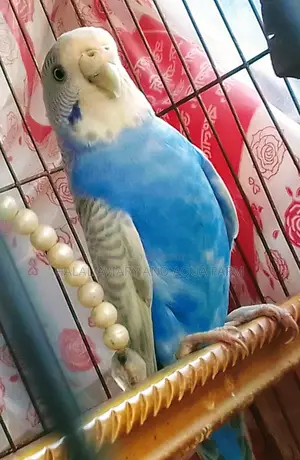 Breeding Budgie Birds