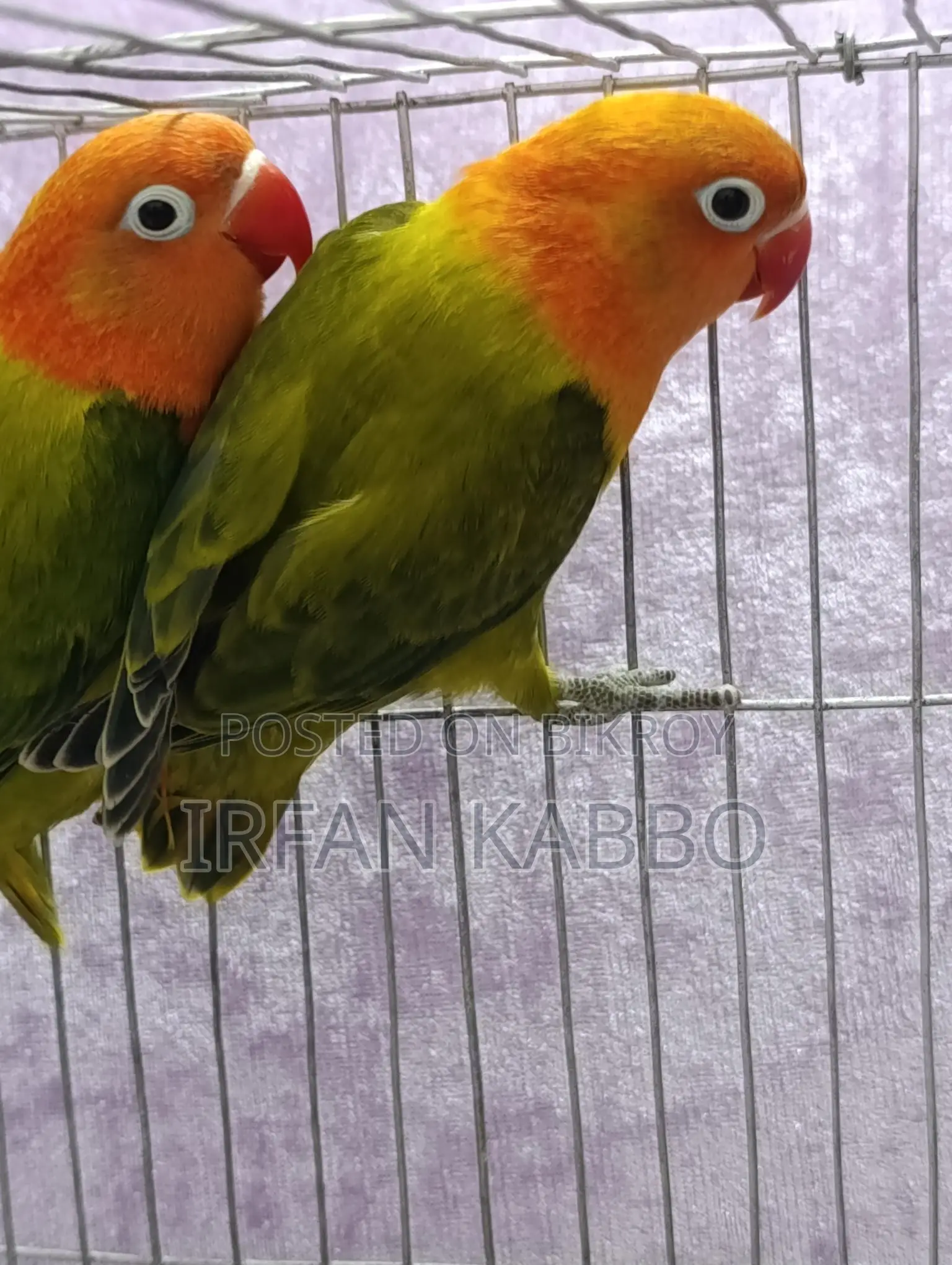 গ্রিন ফিশার অপালিন রানিং পেয়ার