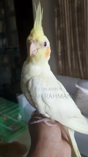 Tame Cockatiel