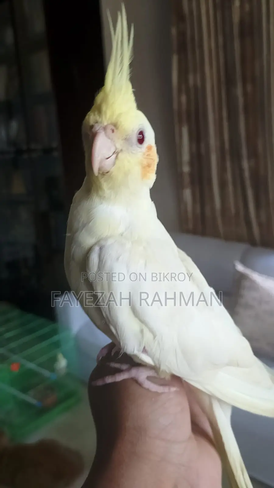 Tame Cockatiel