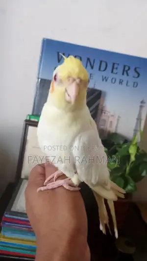 Tame Cockatiel