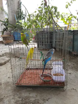 লাভ বার্ডস