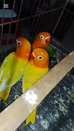 Love Bird লাভ বার্ড