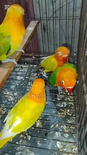 Love Bird