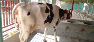 পোষার জন্য নিঃসন্ধেহে ভালো জাতের গাভী ।(১১৫৪ নং )