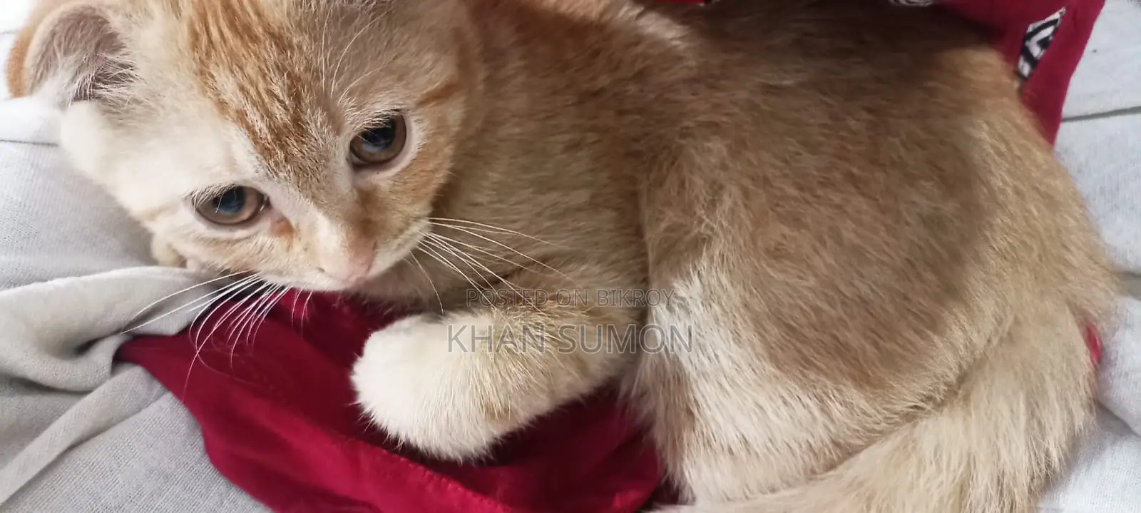Cat for sale