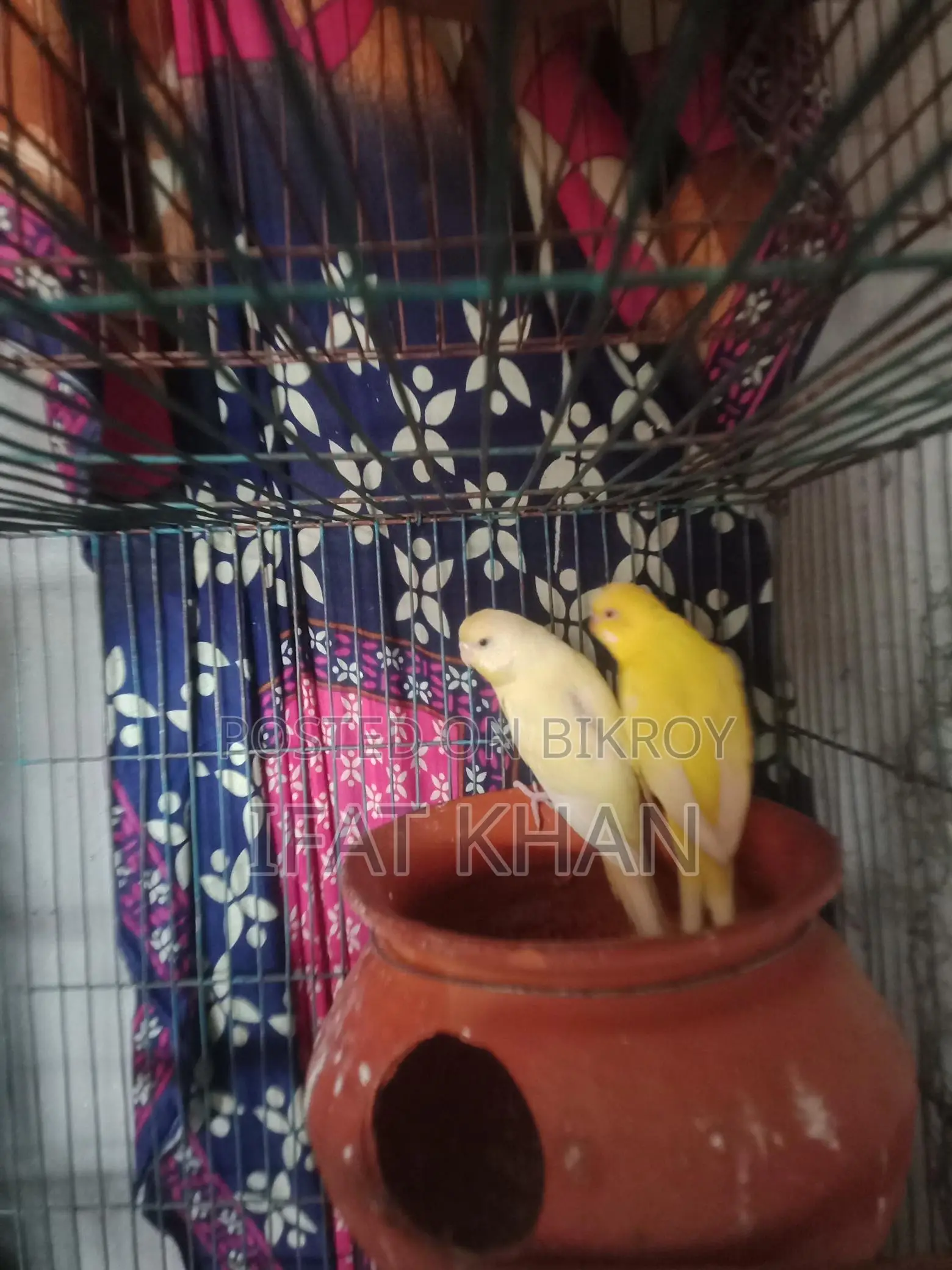 রানিং বাজরিগার