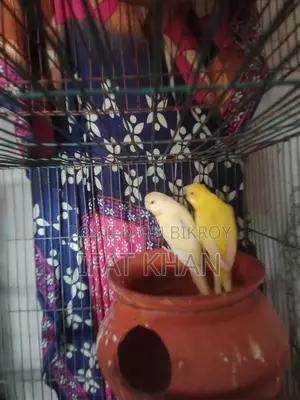 রানিং বাজরিগার
