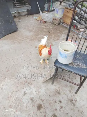 Brahma Rooster