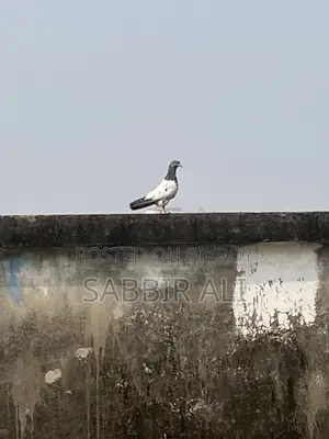 Teddy / Shialkoti Pakistani Highflyer Baby