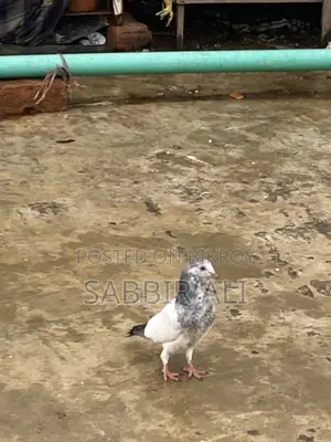 Teddy / Shialkoti Pakistani Highflyer Baby