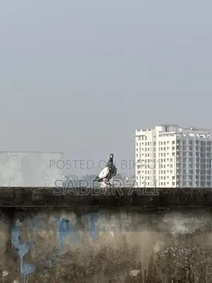 Teddy / Shialkoti Pakistani Highflyer Baby