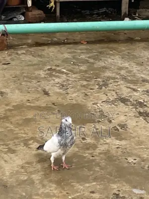 Teddy / Shialkoti Pakistani Highflyer Baby