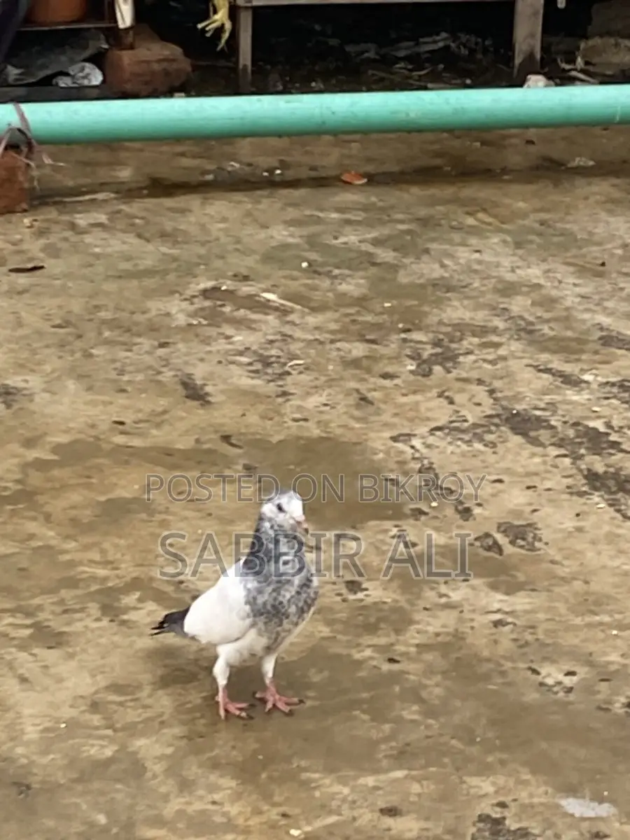 Teddy / Shialkoti Pakistani Highflyer Baby