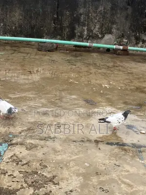 Teddy / Shialkoti Pakistani Highflyer Baby