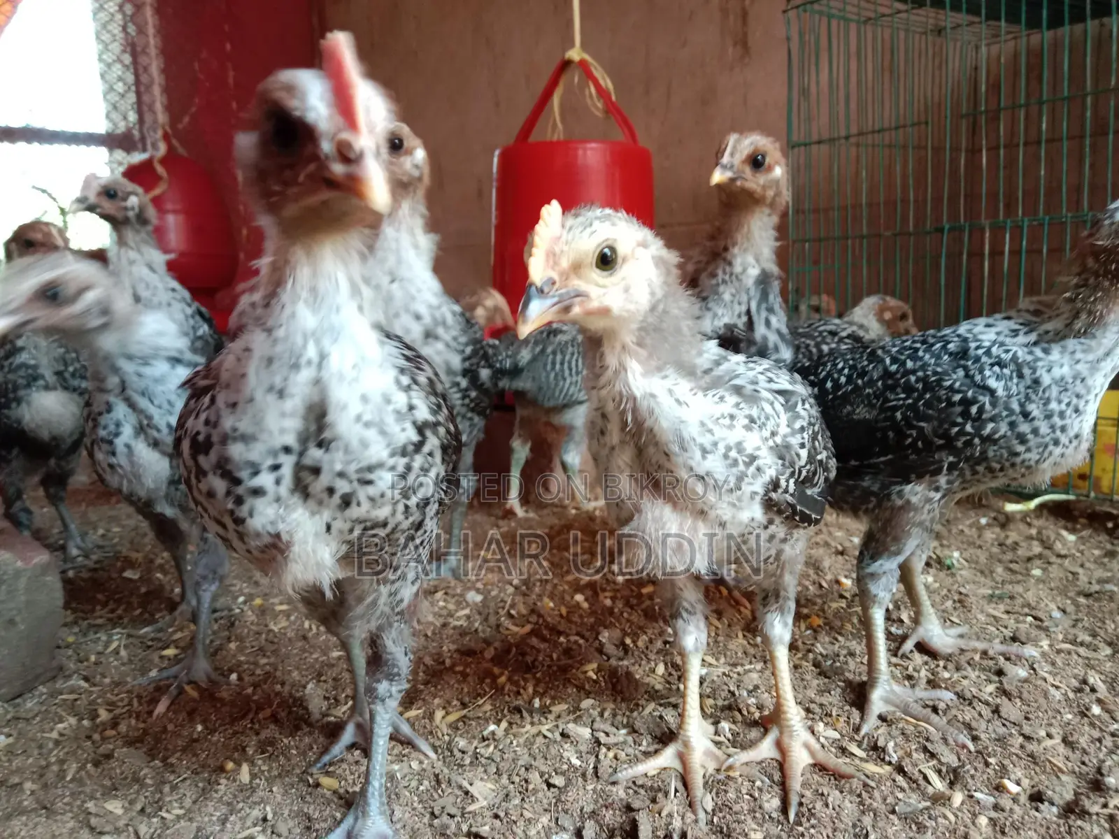 Original Fayoumi Chicks for Sale, 6 Vaccines Administered. 100% Healthy.