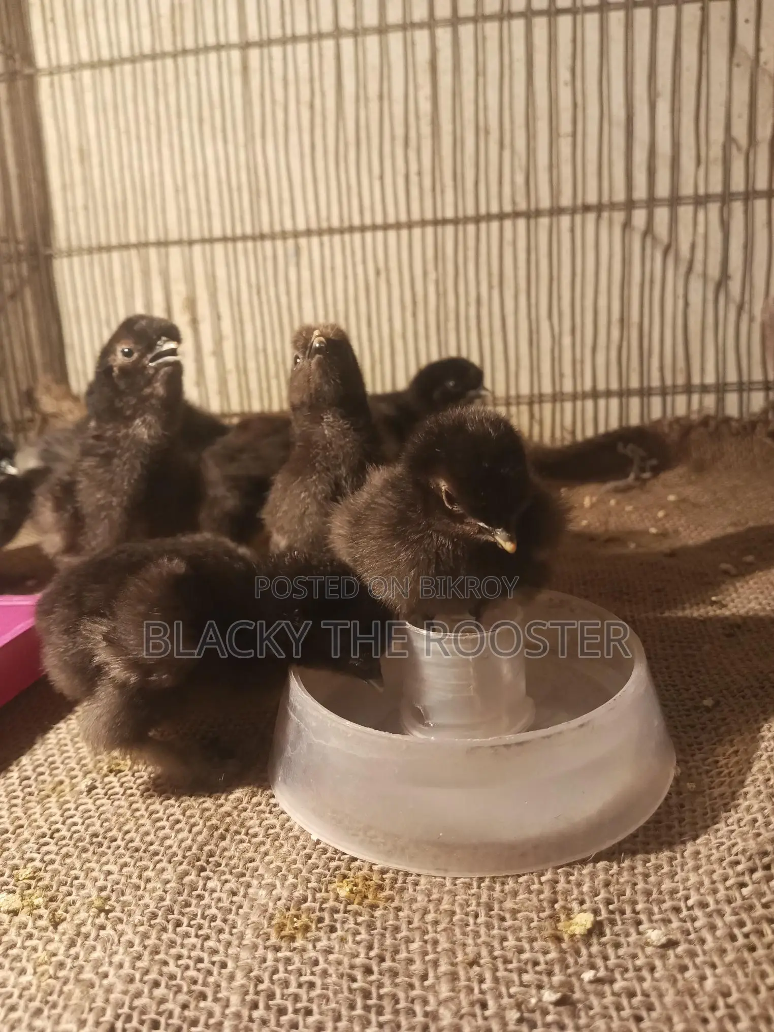 Silkie Chicken Chicks