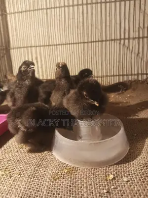Silkie Chicken Chicks