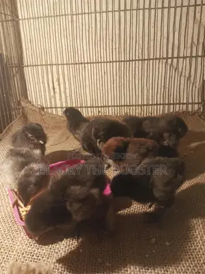 Silkie Chicken Chicks