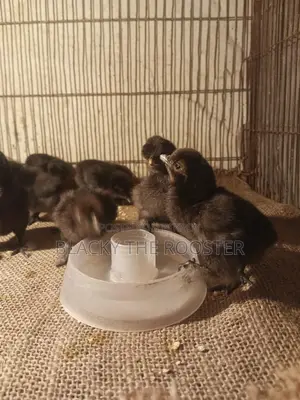 Silkie Chicken Chicks