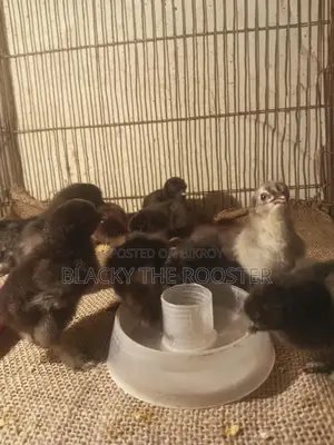 Silkie Chicken Chicks