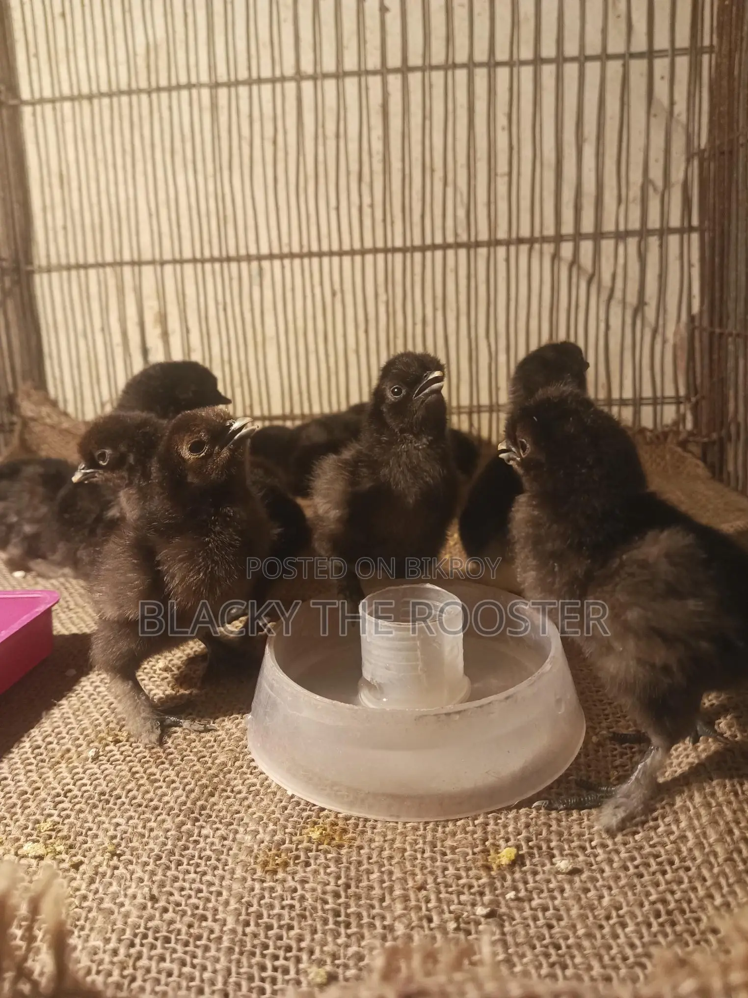 Silkie Chicken Chicks