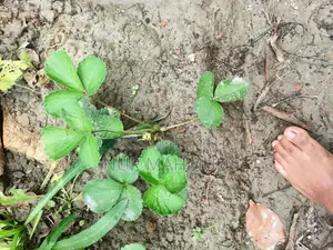 Strawberry Plant with Flowers and Fruits