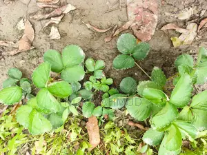 ফুল ফলসহ স্ট্রবেরি গাছ