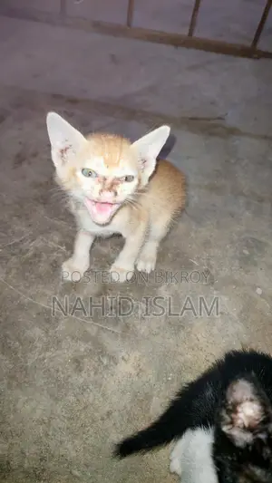 Cat for sale