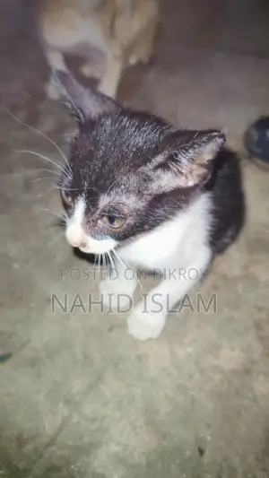 Cat for sale